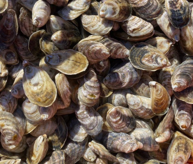 Spooky Shells- How to Make Oyster Shell Ghosts
