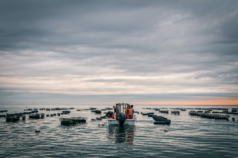 Whitestone doesn't just source oysters to your favorite oyster bar. You can now buy oysters online and have raw oysters and oyster sauce shipped right to your house!