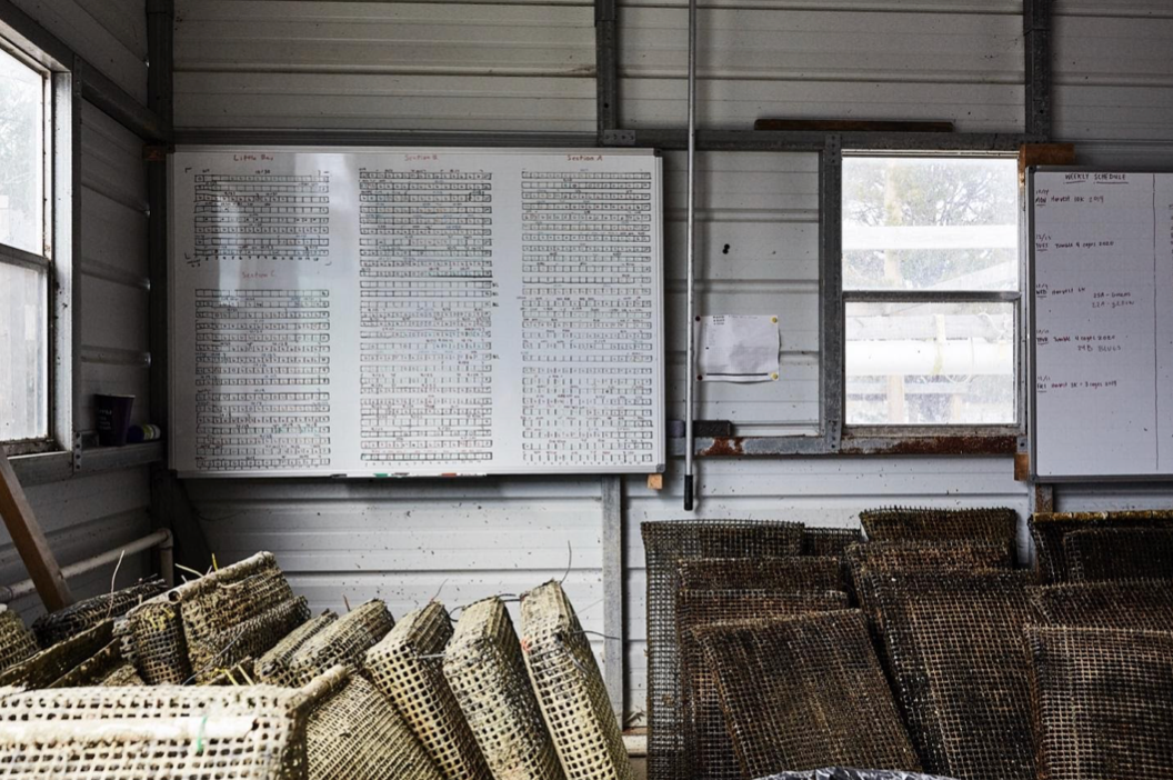 WhiteStone Oysters Spring Announcements