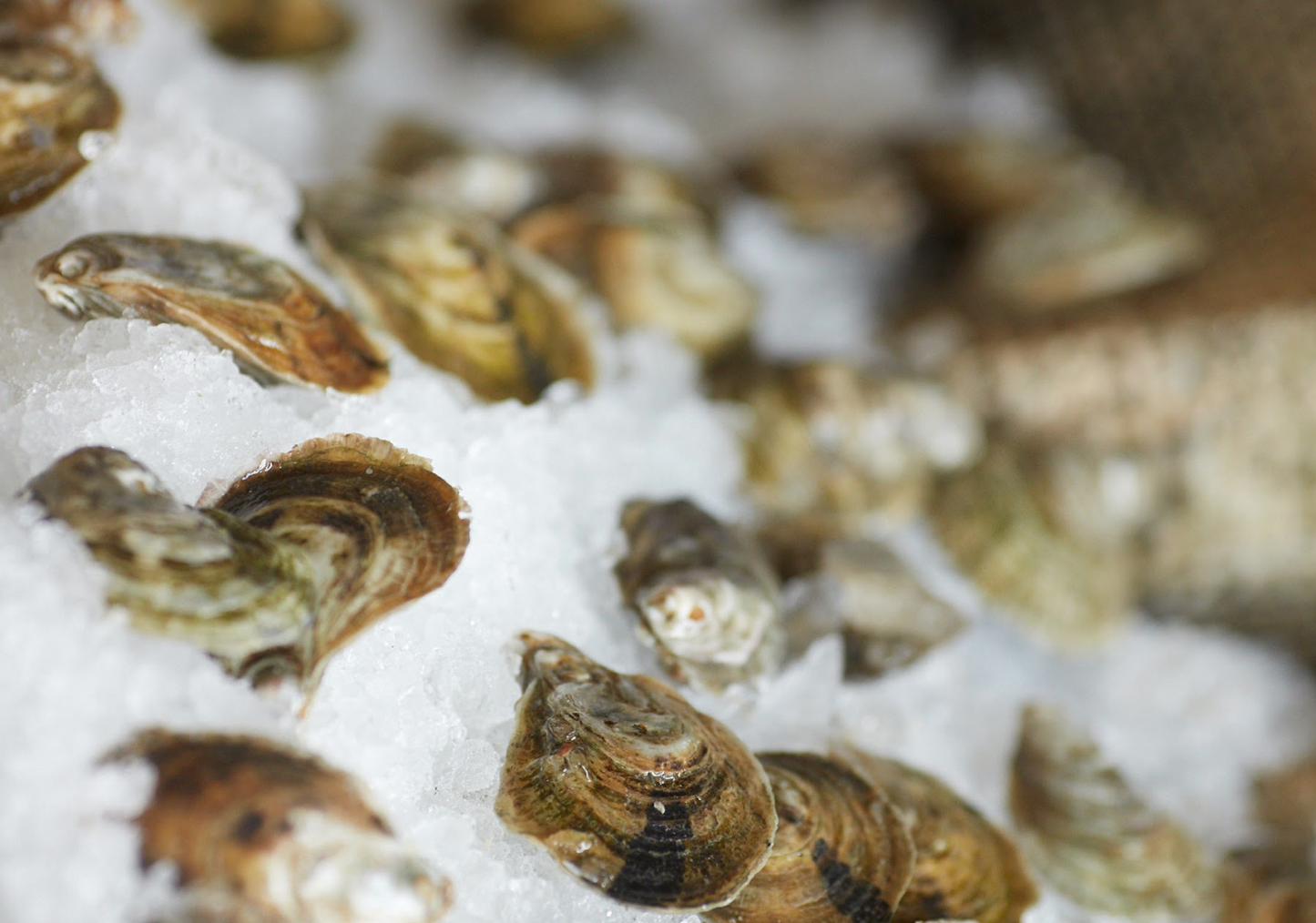 Fresh Oysters