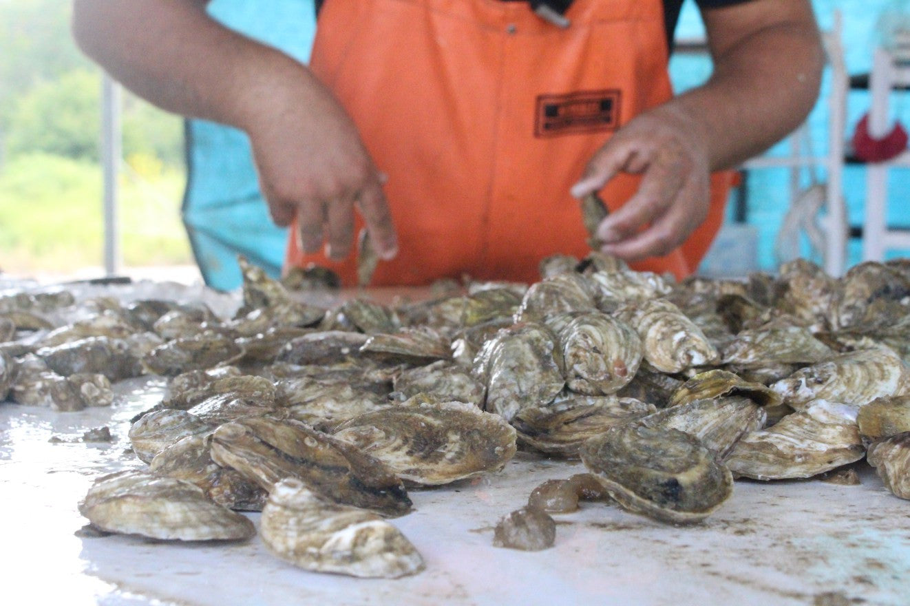 Harvesting our White Stone Oysters