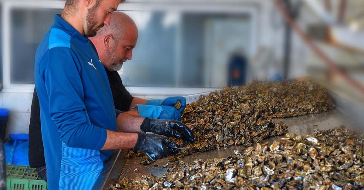 Image illustrating the process of farming oysters and its impact on flavor.