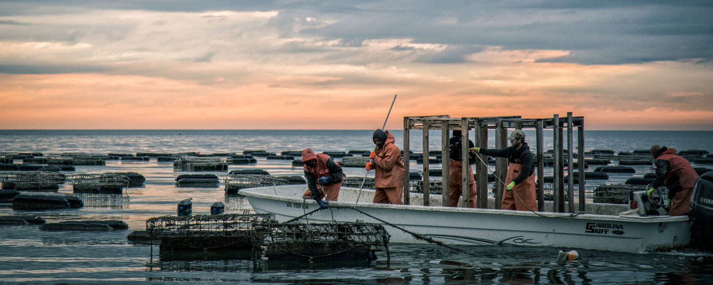 White Stone Oyster Company