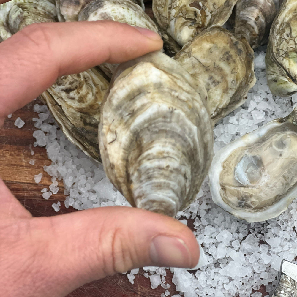 BREWS + OYSTER STEWS - More Stouts to pair with Oysters