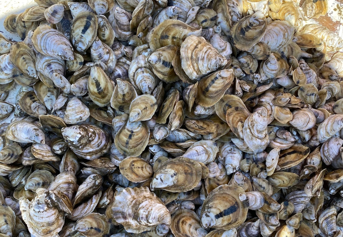 The Cycle Of Life: How Oysters Reproduce