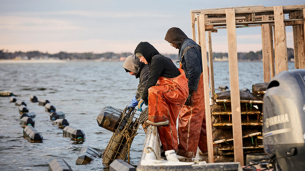 Harvesting at Local Oyster Farm
