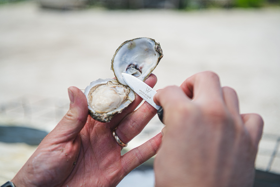 Anytime is the best time to enjoy oysters!