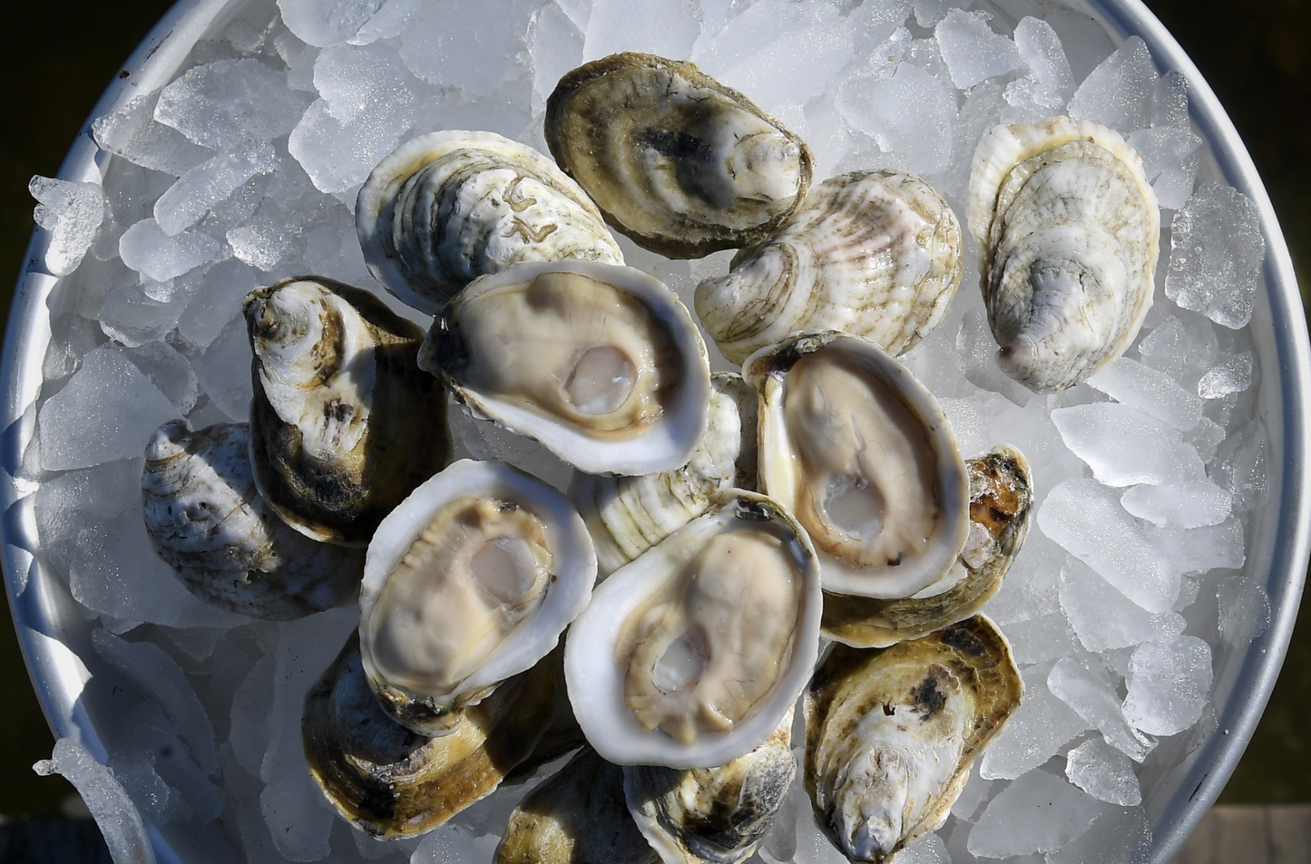 A platter of fresh plump white stone oysters