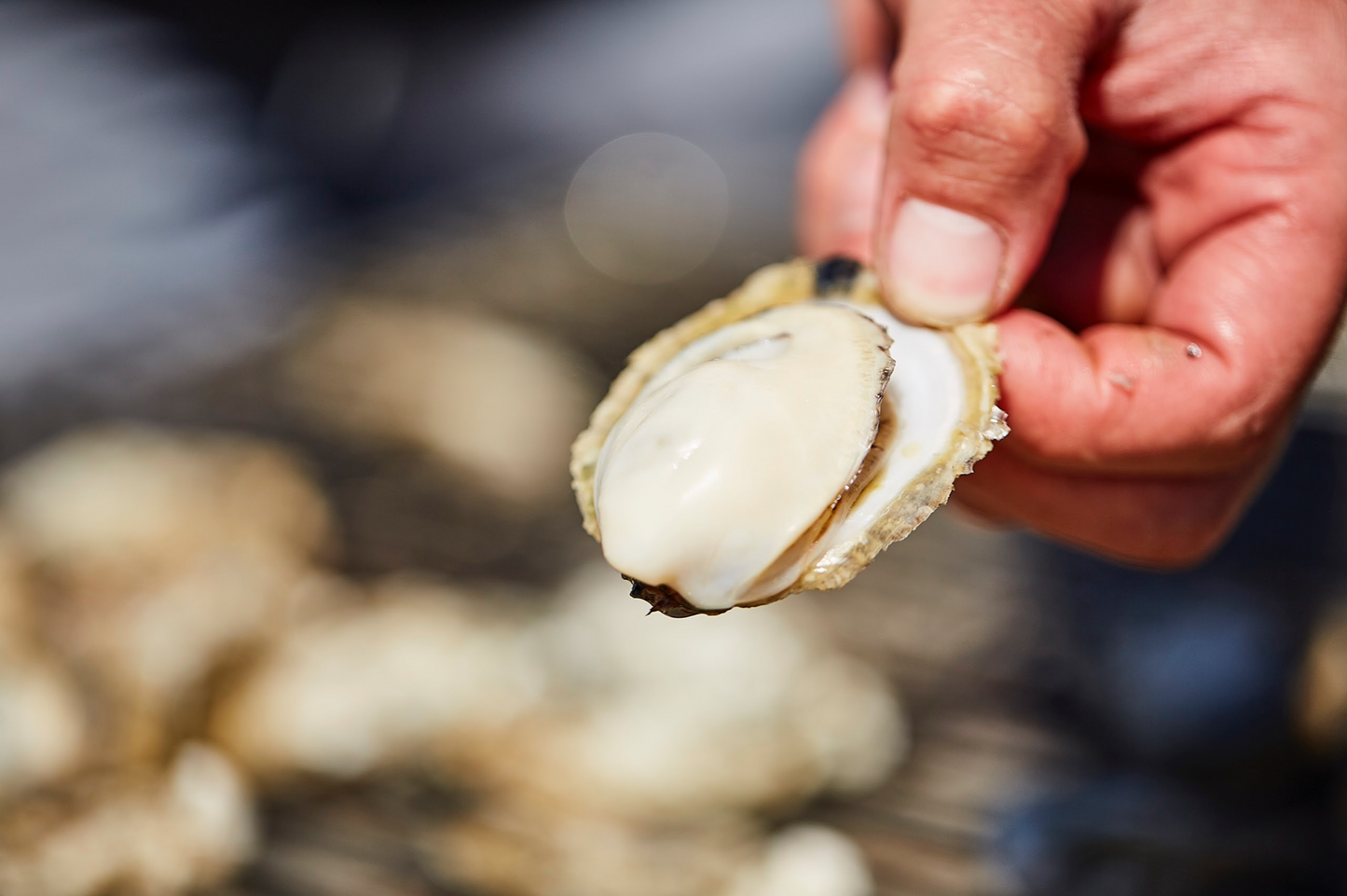 Are Fresh Oysters nutritious? Are oysters low calorie? 