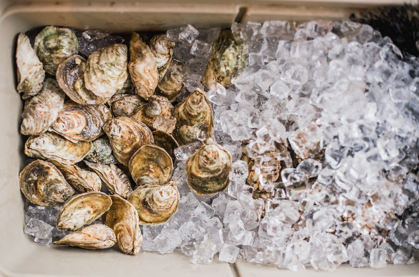 5 Things You Maybe Didn’t Know About Oysters