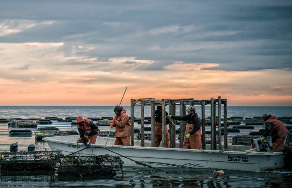 A morning catch of oysters. Often used for fried oysters and oyster sauce.