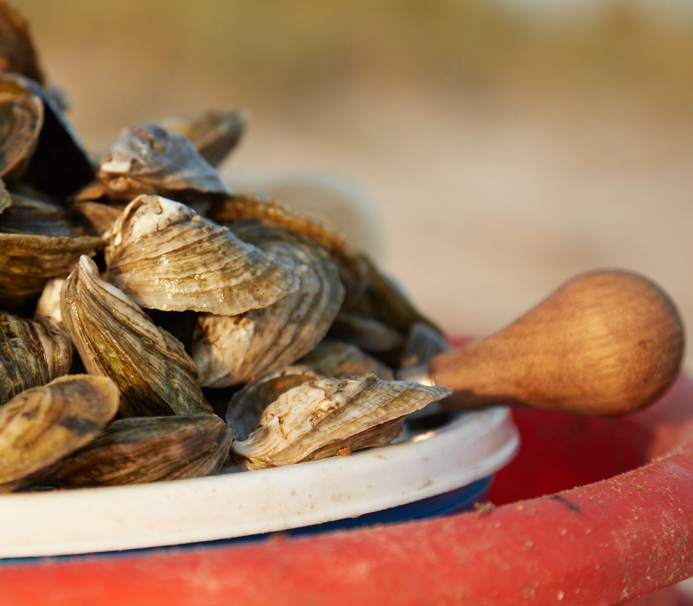 Why Do Oysters Make Pearls?