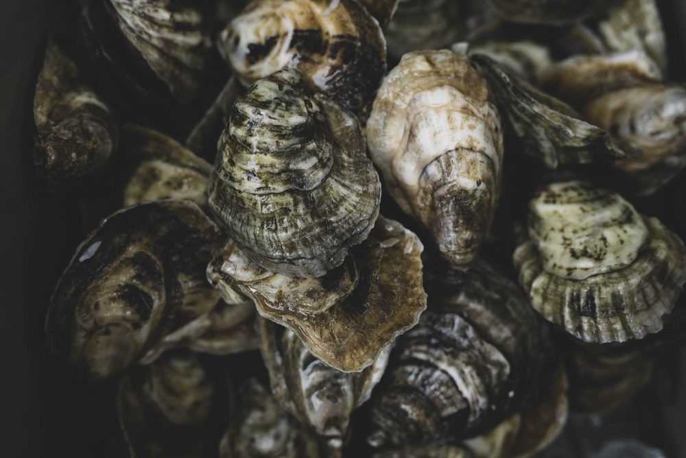 Why Are Oysters So Hard To Open?