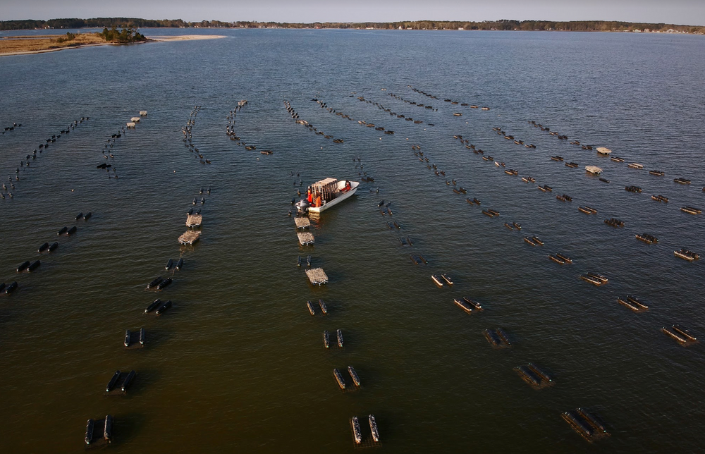New Info on the Environmental Effects of Oysters