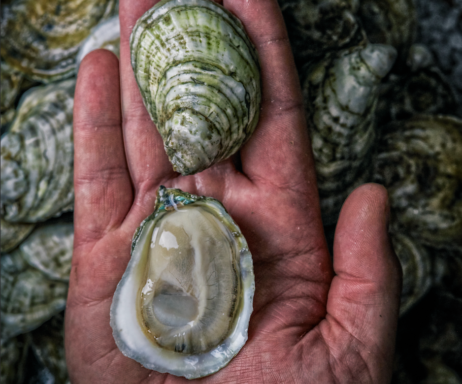 The Mysterious World of Oysters: Myths, Facts & Interesting Trivia