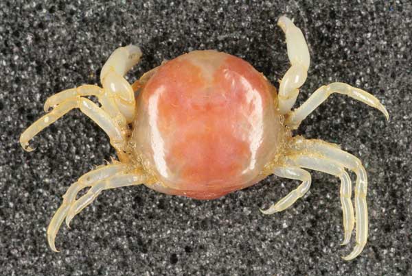 What is a Pea Crab, and do they compliment raw or fried oysters