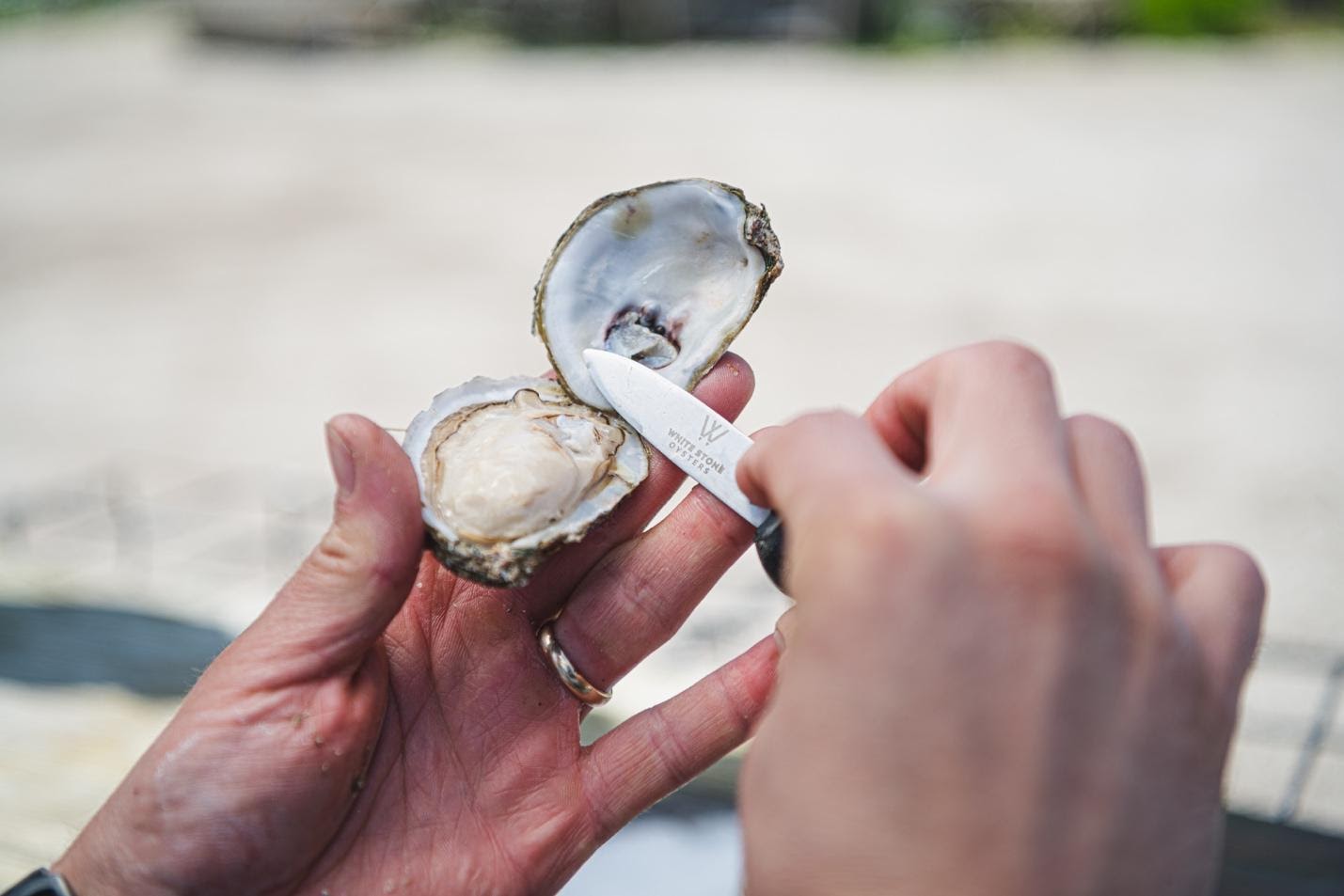 Using an oyster knife to scoop a delicious raw oyster from whitestone oysters