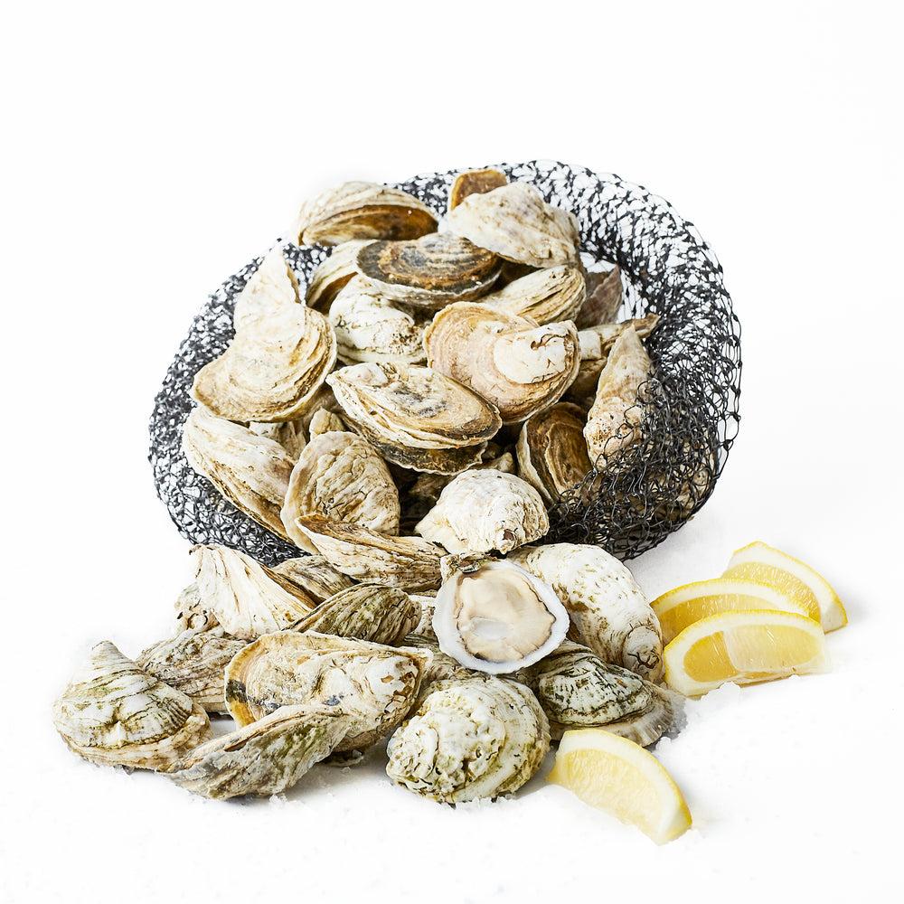 White Stone Oysters (100 ct)