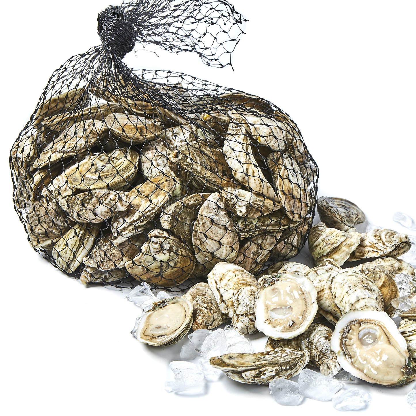 
                  
                    White Stone Oysters (100 ct)
                  
                