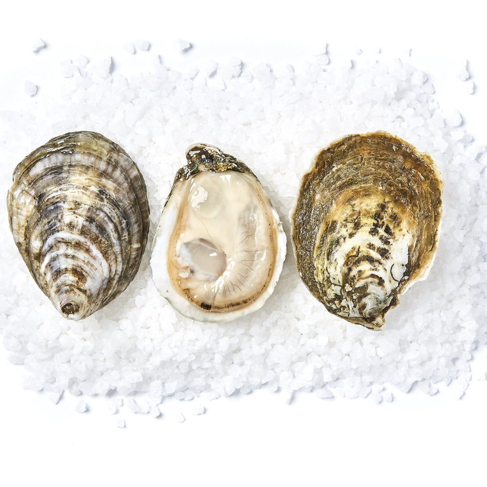 White Stone Oysters (50 ct)